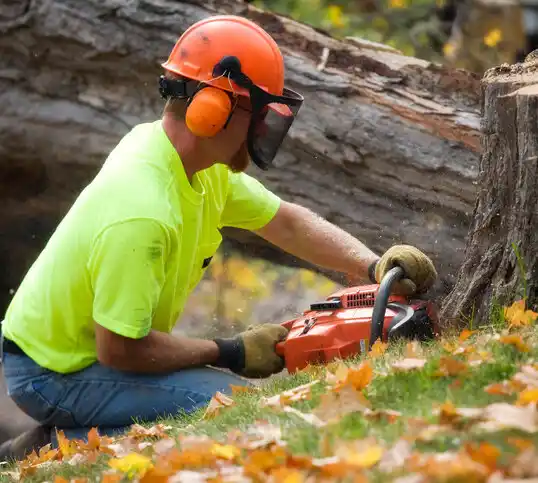 tree services Saratoga